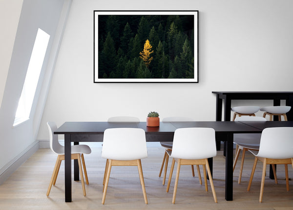 The Lone Tree