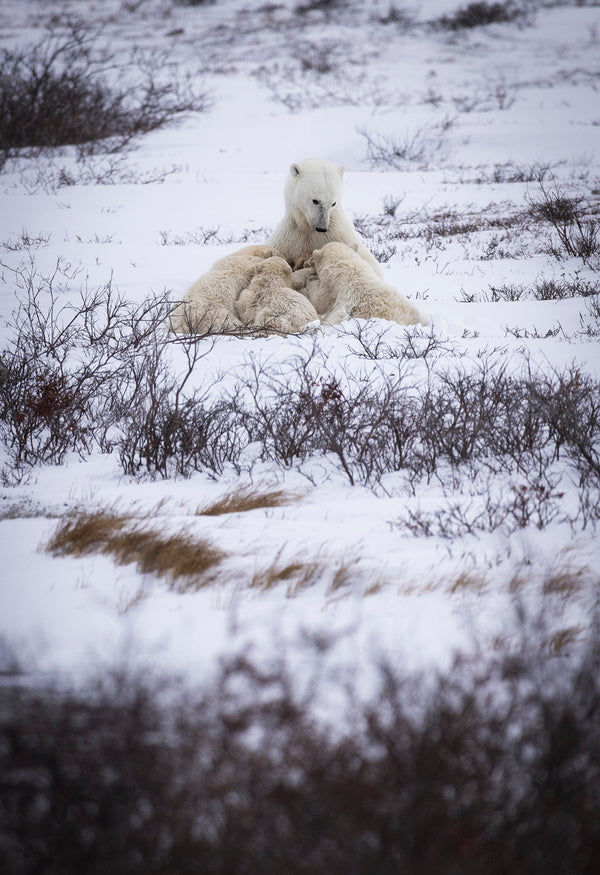 A Mother's Love