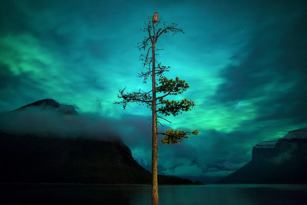The Sentinel