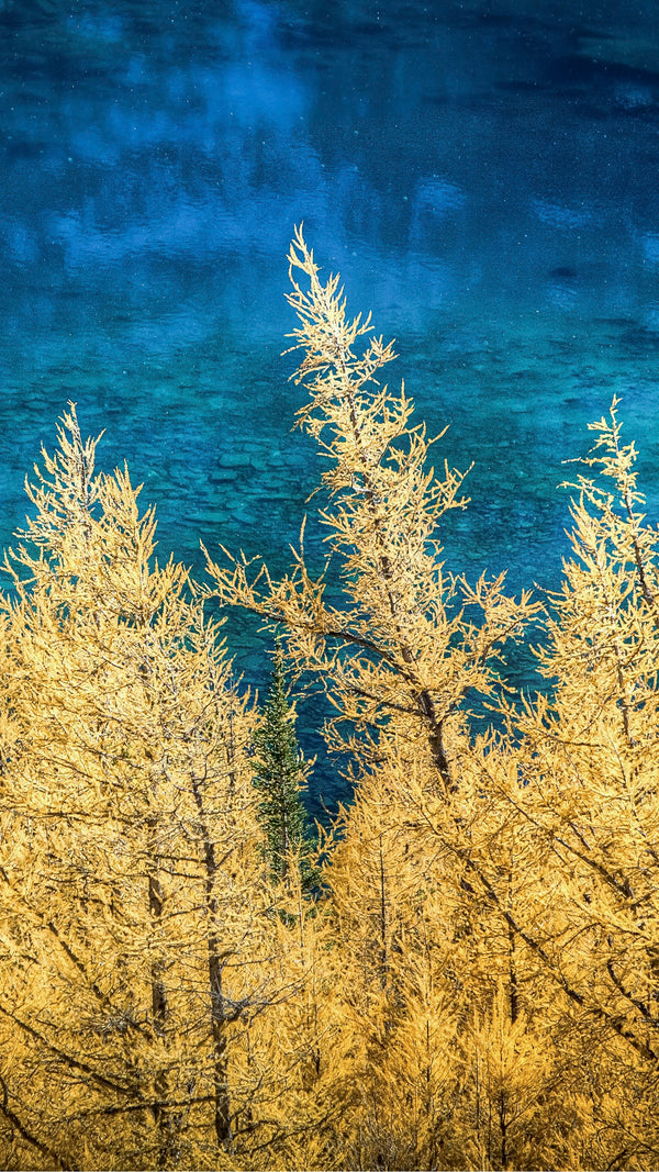 Wallpaper - Autumn Contrast