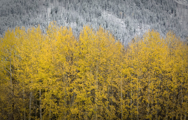Wallpaper - Change of Seasons