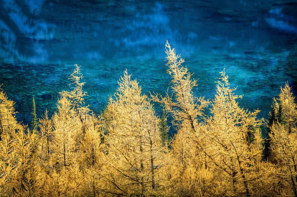 Autumn Gold