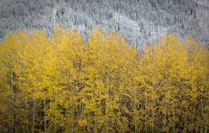 Wallpaper - Change of Seasons