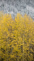 Wallpaper - Change of Seasons