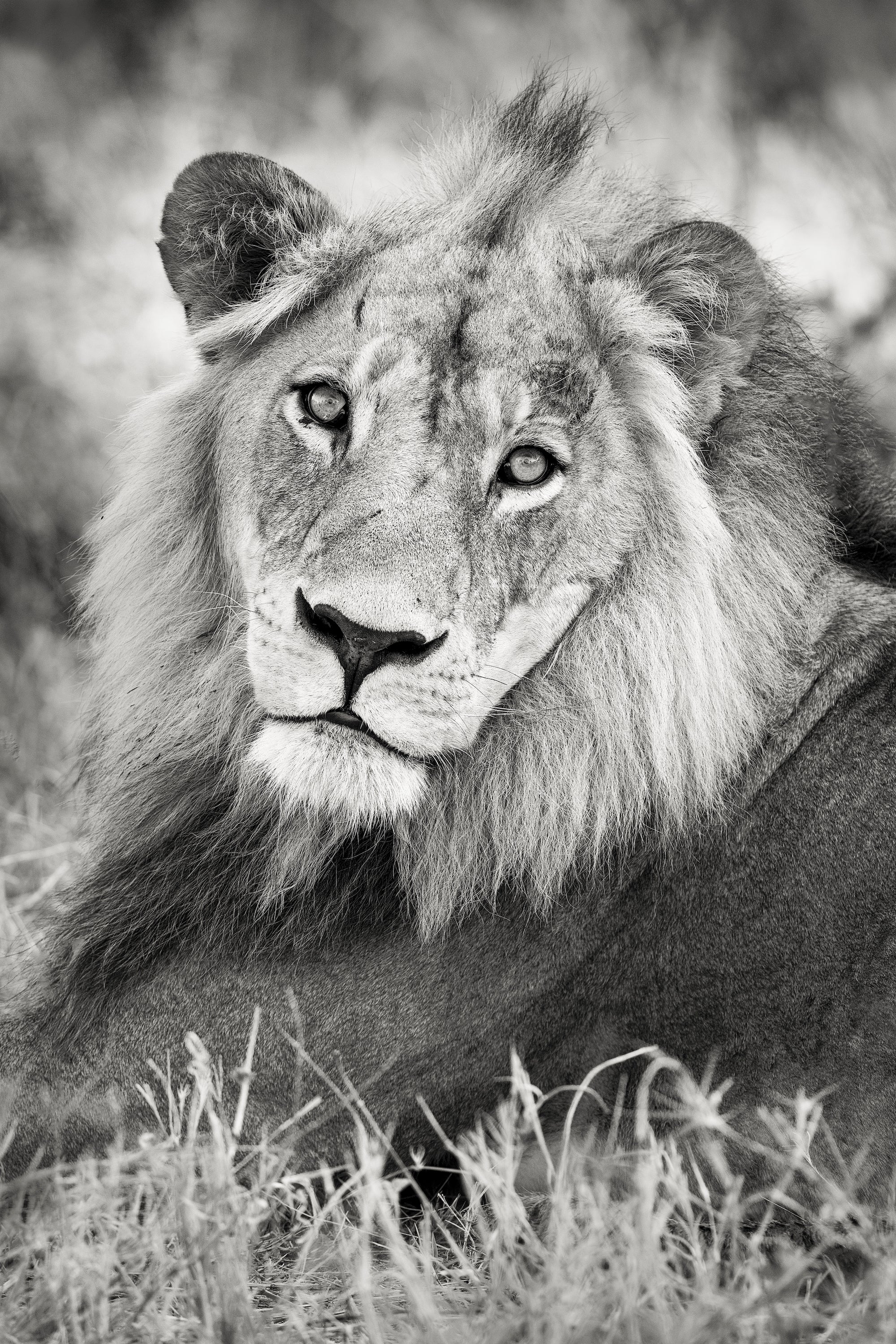 Soulful Gaze