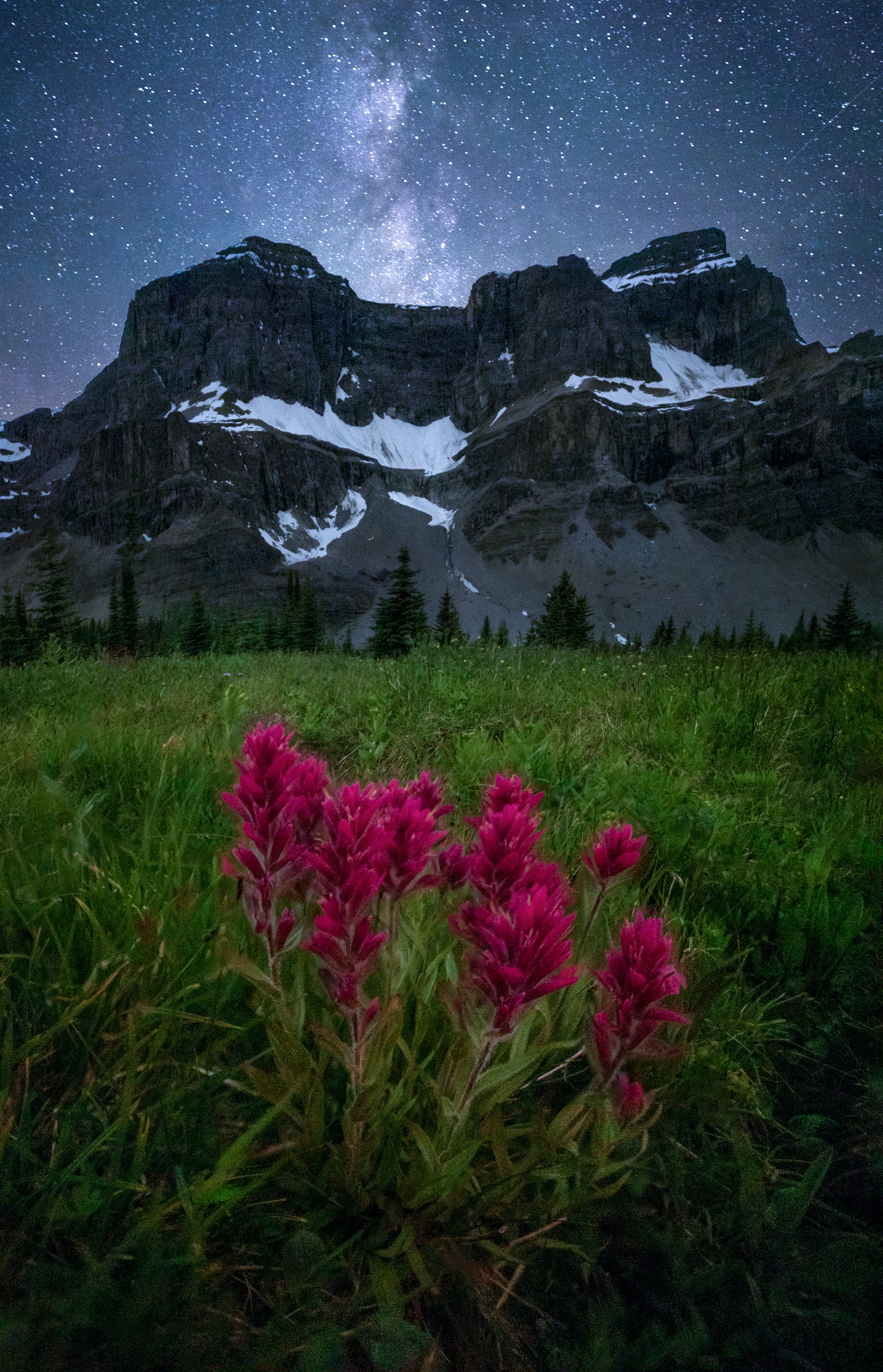 Wildflowers and Milky Way